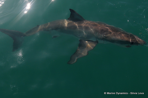 Great white Shark, South Africa